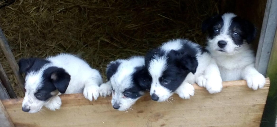 Protecting preloved border store collies