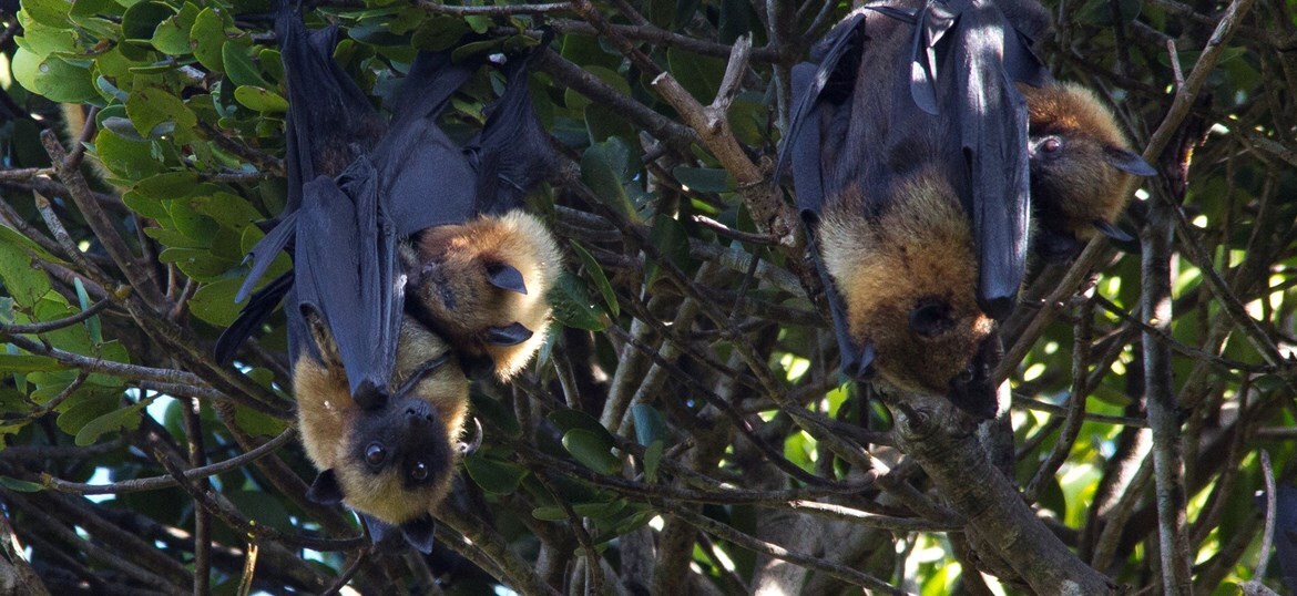 SEED Madagascar: Join the Flying Foxes and support Team Bat!